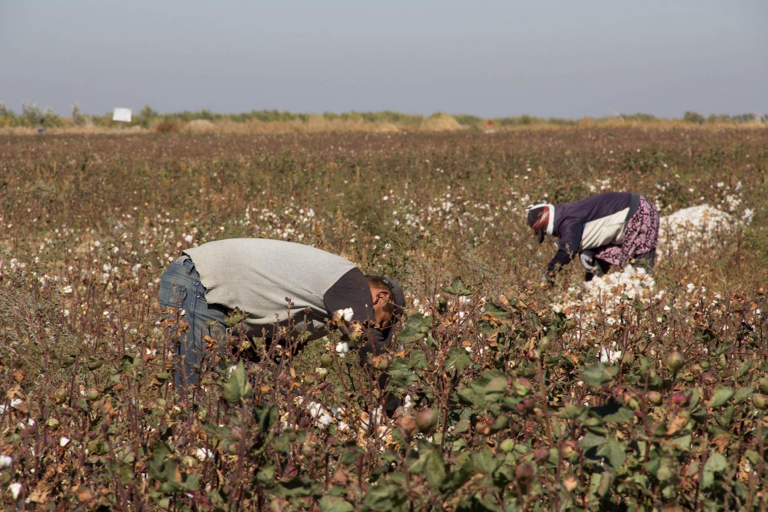 People harvest cotton in a field in Uzbekistan. 